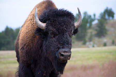 Portrait of a Buffalo at Custer State Park, South Dakota.