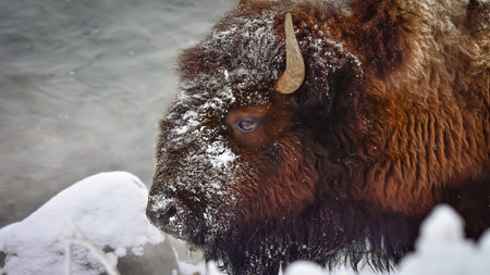 Profile of a buffalo or bison with snow on her face in Yellowstone National Park.