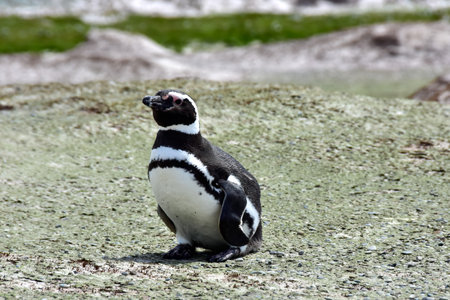 Magellanic Penguin at Volunteer Point, Falkland Islands.の写真素材