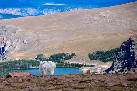 Portrait of a Mountain Goat on the Beartooth Highway.の写真素材