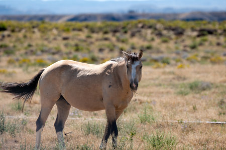 Wild Horse eating in the desert.の写真素材