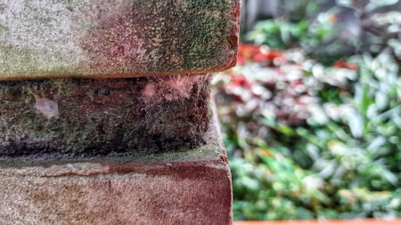 brick wall and spider webs at gardenの写真素材