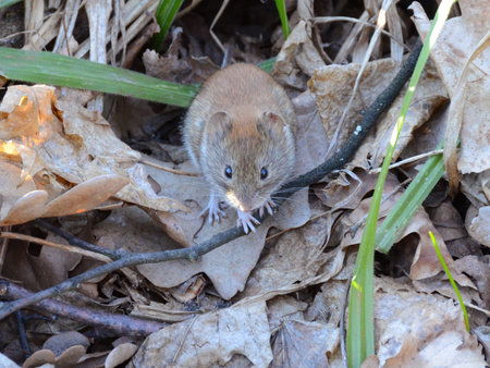 Small wood mouse with the tiny paws among last year's leaves, No.2
