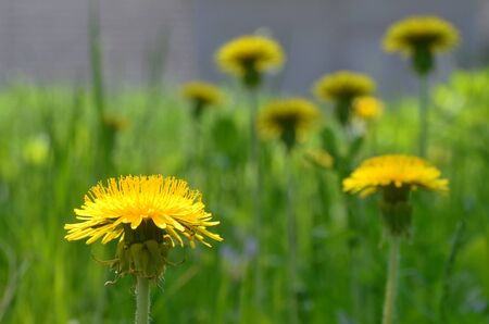 Vivid yellow dandelion on a foreground of the blurred flowers and grasses. A closeup scenery of the saturated yellow dandelions, lit by bright and shaded daylightingの写真素材