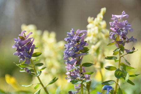 Corydalis solida in form of large inflorescence of gentle florets, softly colored in mixed pink and lilac. April primroses in sunny day on a blurred background of canary-colored flowersの写真素材