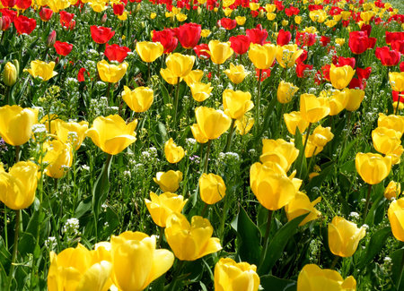 Bright yellow and red tulips.の写真素材