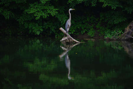 Blue Heron.の写真素材