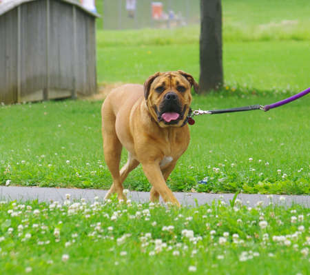 Amstaff.の写真素材