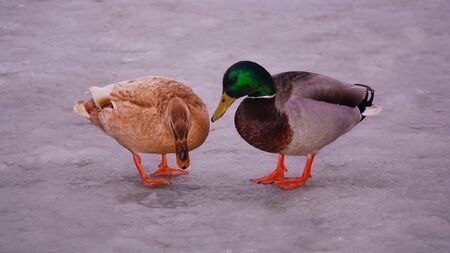 Ducks in the winter on ice Kiev Ukraineの写真素材