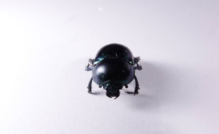 Large dung beetle on white paperの写真素材