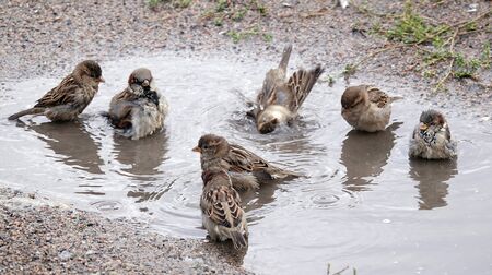Sparrows wash themselves in a puddle after rainの写真素材
