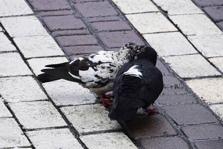 Dove love in front of everyoneの写真素材