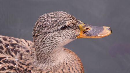 Ducks swim in the lake without fear of peopleの写真素材