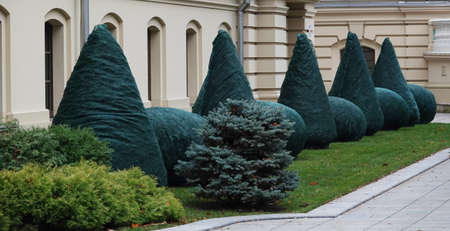 Kiev, Ukraine November 28, 2020: Mariinsky Palace after reconstruction preparing trees for winter in Kievのeditorial素材