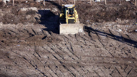 Large beetle on white flowers and on a different backgroundのeditorial素材