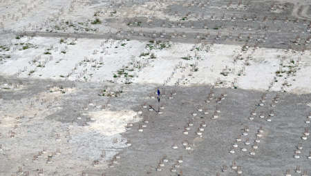 Foundation construction, concrete piles at a construction siteのeditorial素材