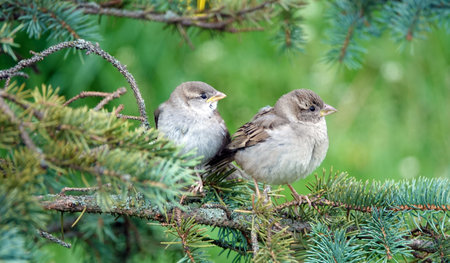 Two sparrows on a branch sit one of them is a yellow-chickの写真素材