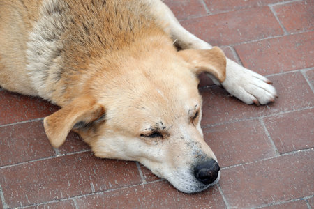Tired yard dog tired tired falls asleep
