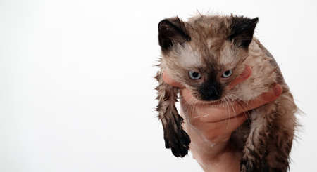 Kitten is played with Thai or Siamese breedの写真素材