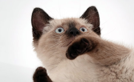 Siamese kitten on a white background