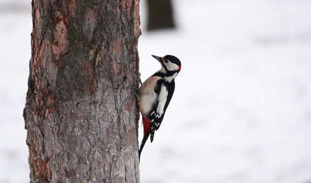 Woodpecker on a tree in the forest during the feeding period during the dayの写真素材