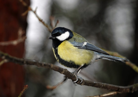 Great tit in the forest during the feeding period