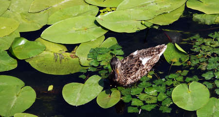 A duck swims in a creek among lilies and leavesの写真素材
