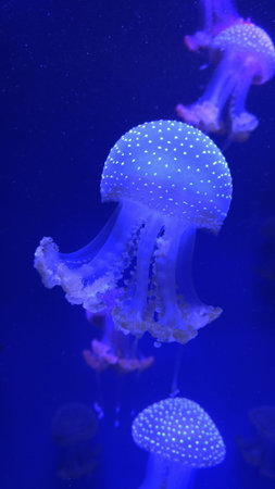 Poisonous jellyfish floating freely in the water