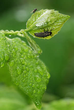 Larva of the beetle Poplar beetle after rain under the leafの写真素材