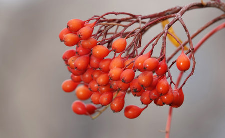 Rowan berries on tree branches with yellow leaves in autumn