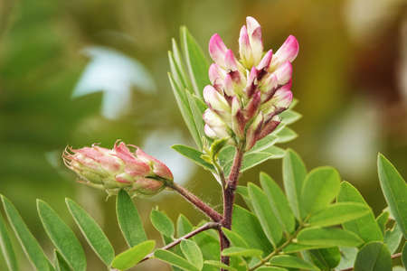 Acacia flowers blooming in spring and summerの写真素材