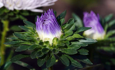 Aster flowers close upの写真素材