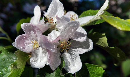 Blooming Apple tree in spring in Ukraineの写真素材
