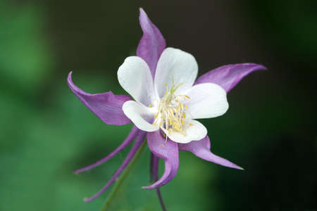 Aquilegia flowers close-up beautiful and delicateの写真素材