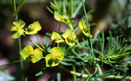 Euphorbia is wildflowers growing in Ukraine in summerの写真素材
