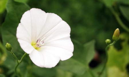Flowers birch, bindweed, loach, dweller, dodger, wrap fence, bells, quiver, mouse fire, rattle, scatter, ladies, God's cup, wild hopsの写真素材