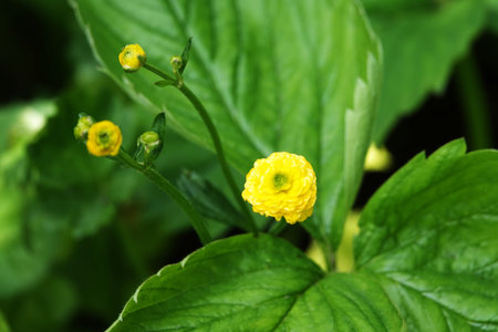 Blooming bush with small yellow flowers in spring in the park