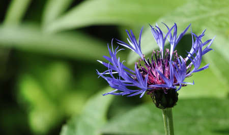 Mountain cornflower is a flower with small blue petalsの写真素材