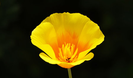 Eschscholzia Californian flowers close-up very delicate and beautiful