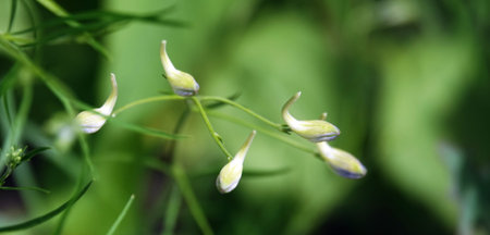 The flowers of Sokirki field closeup are very delicate and beautiful
