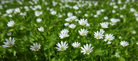 Medium starlet flowers bloom in early springの写真素材