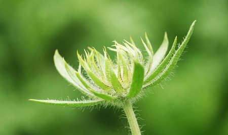 Sunflower Flowers - Helianthus annuus close-upの写真素材