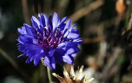 Flowers Cornflower blue is an annual herbaceous meadow plant, a species of the genus Cornflower,...