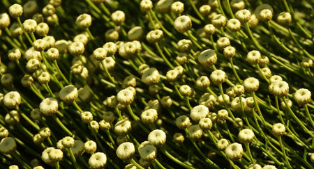 Santolin Flowers Razmorinolistnaya and Graceful close-up very delicate and beautiful