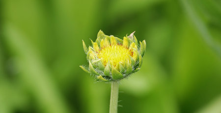 Sunflower Flowers - Helianthus annuus close-upの写真素材