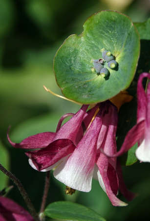Honeysuckle Flower, Honeysuckle Honeysuckle, Goat Honeysuckle, Fragrant Honeysuckle - a flower climbing plant with delicate flowersの写真素材
