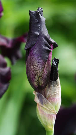 Iris bloom in large flowers with different colors and shadesの写真素材