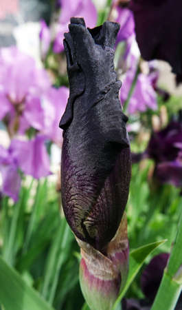 Iris bloom in large flowers with different colors and shadesの写真素材