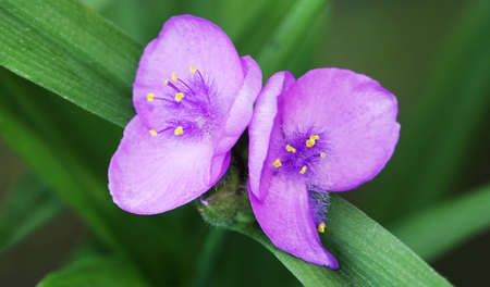 Flowers Tradescantia garden closeup very delicate and beautifulの写真素材