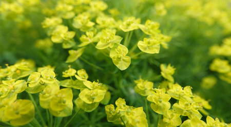 Euphorbia is wildflowers that grow in summer in Ukraine